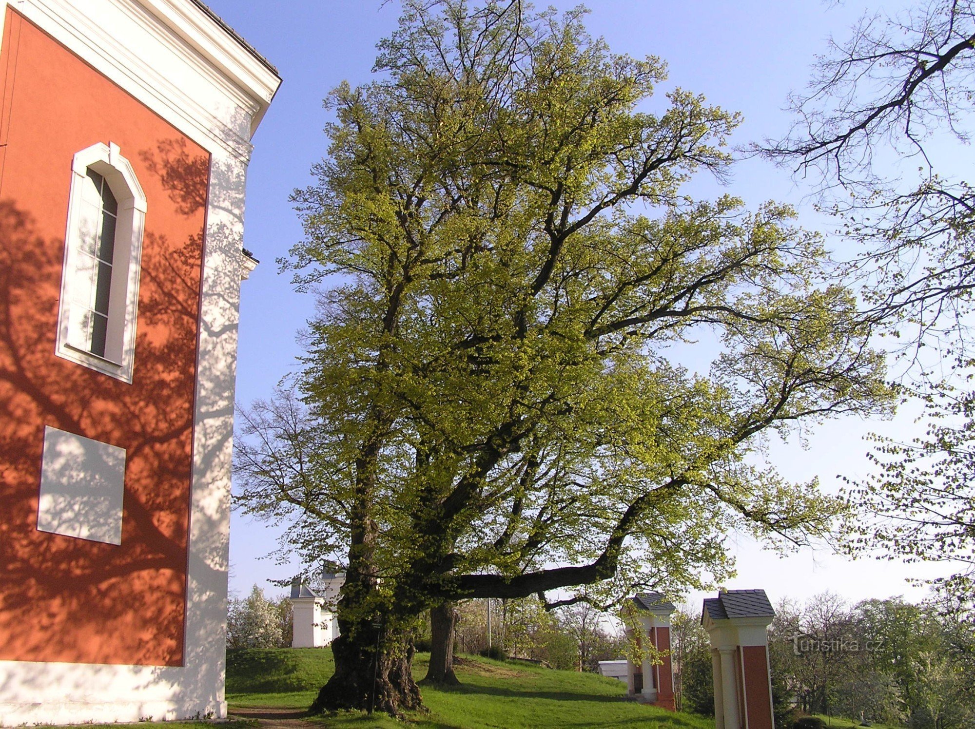 Linde bij de kerk in Cvilín (april 2009)