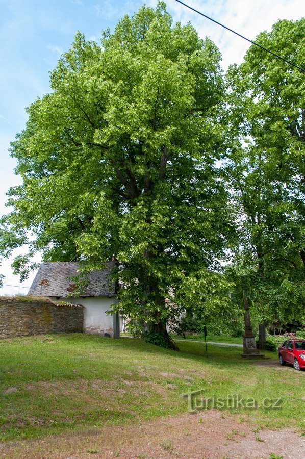 Lindetræ nær kirken i Podlesí