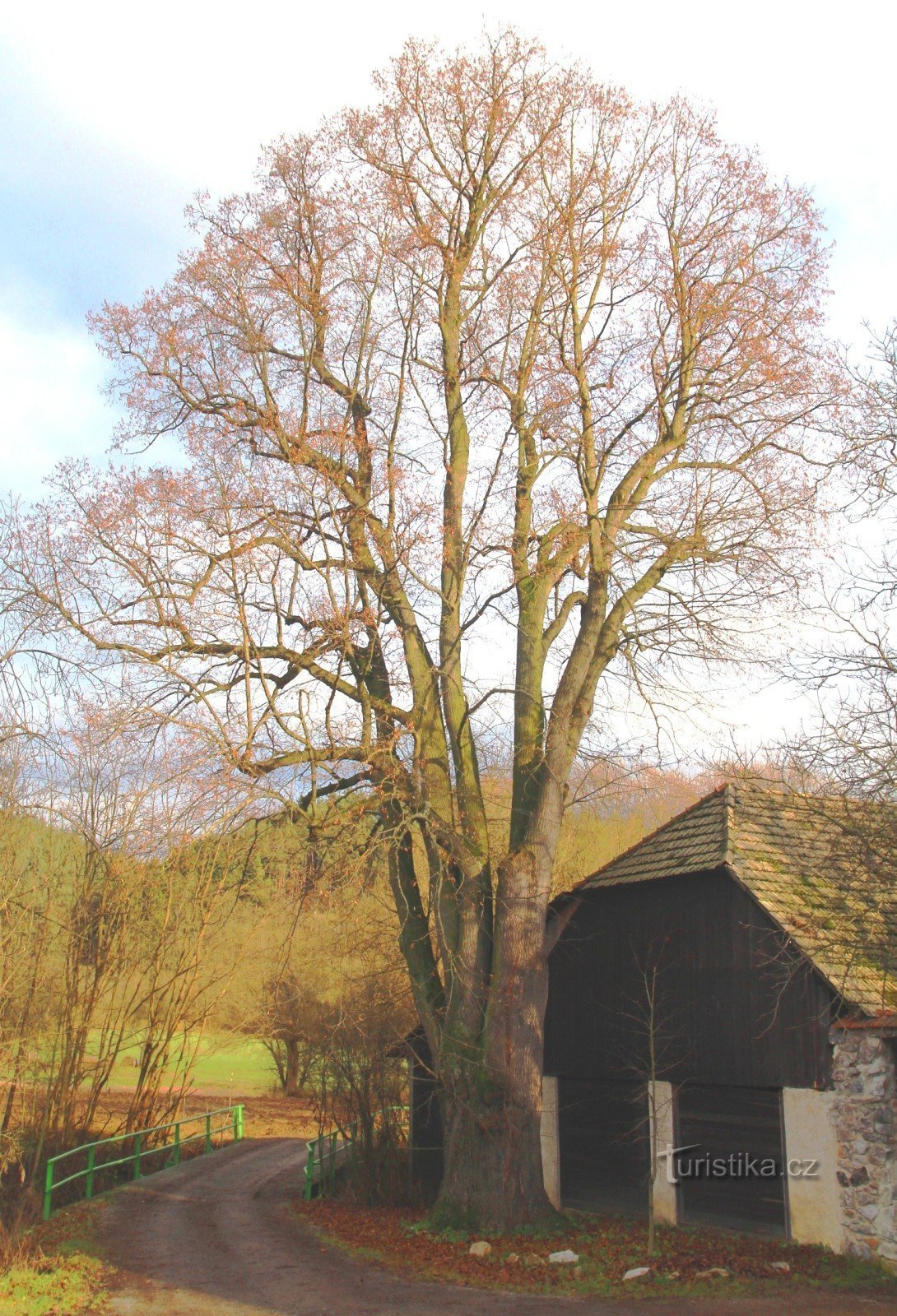 Linden near Pahanků