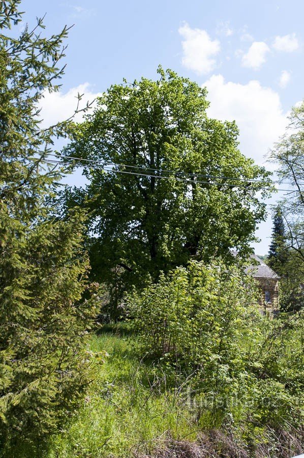 Lindeboom bij Silhavé baby