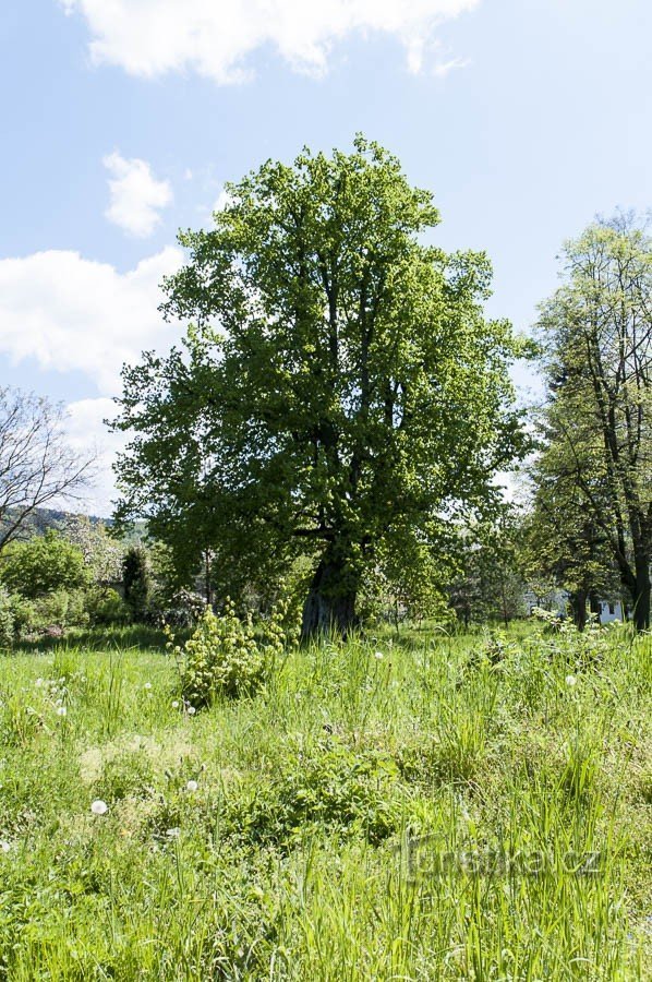 Linden tree at Silhavé báby