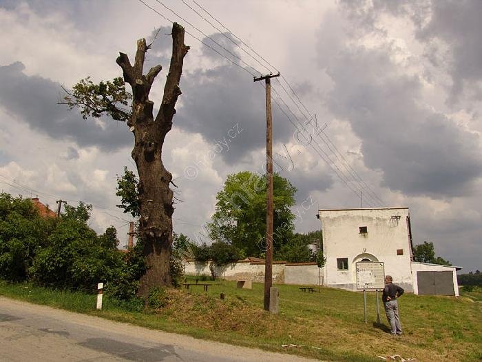 Lípa u Spáleného mlýna
