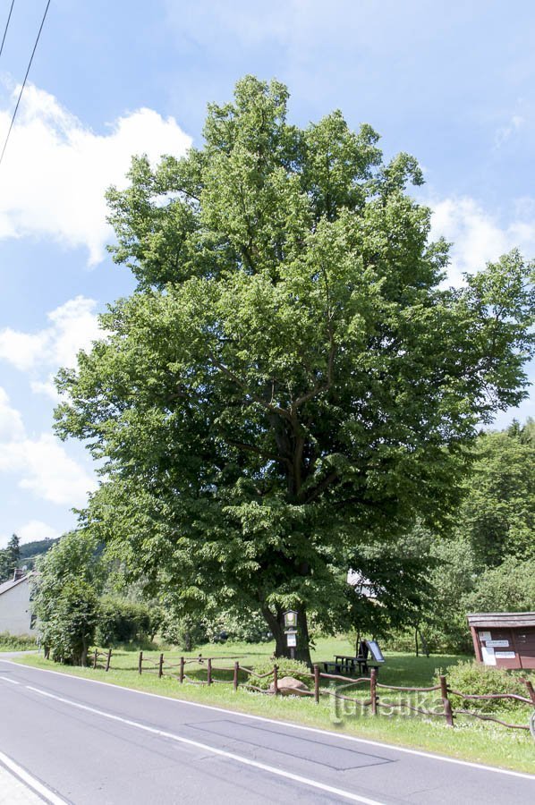 Lindeboom bij het kasteel