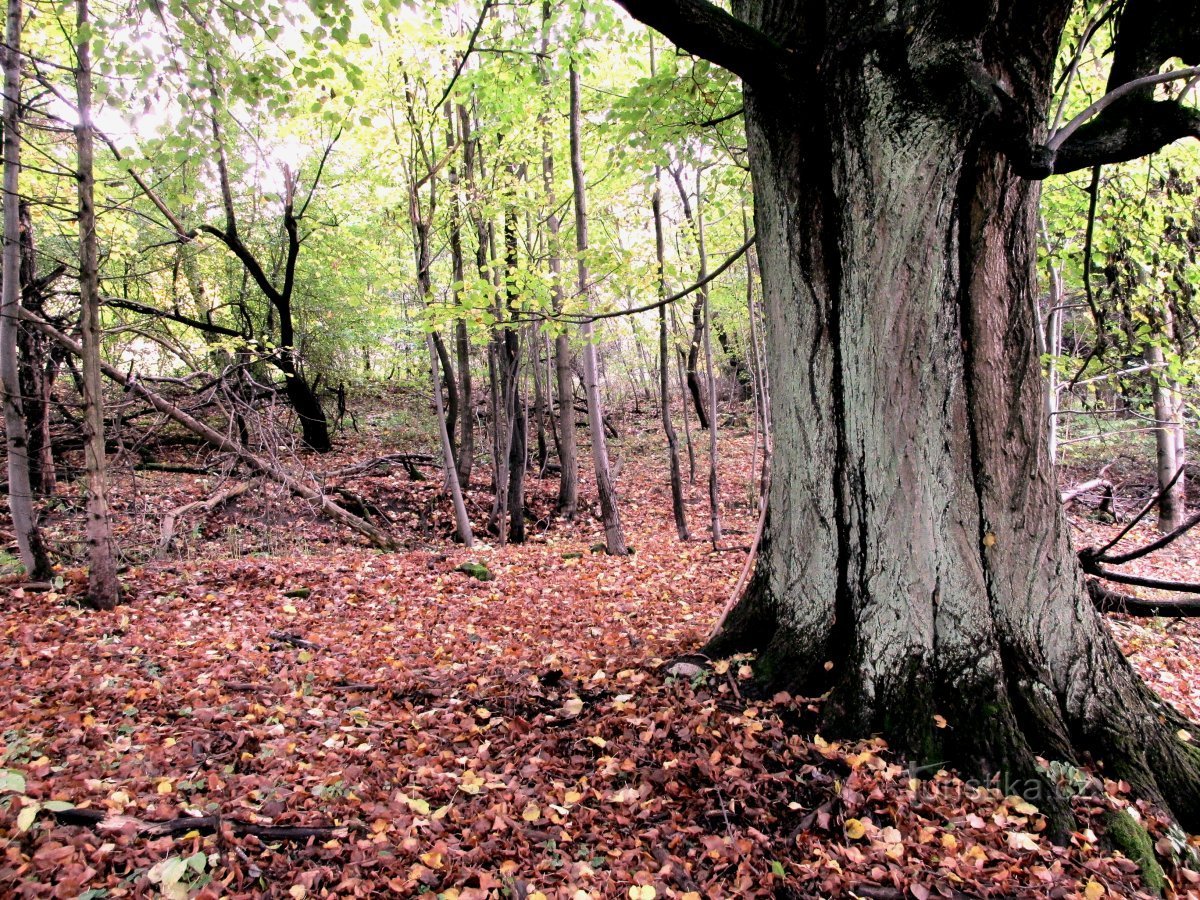 Uma tília no meio da floresta. Atrás dela há uma área plana depois da casa de Chytil.