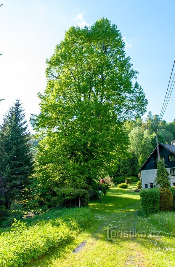 Linden i Nové Losiny