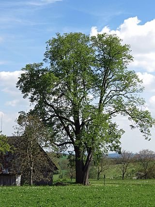 Linden in Podemladí