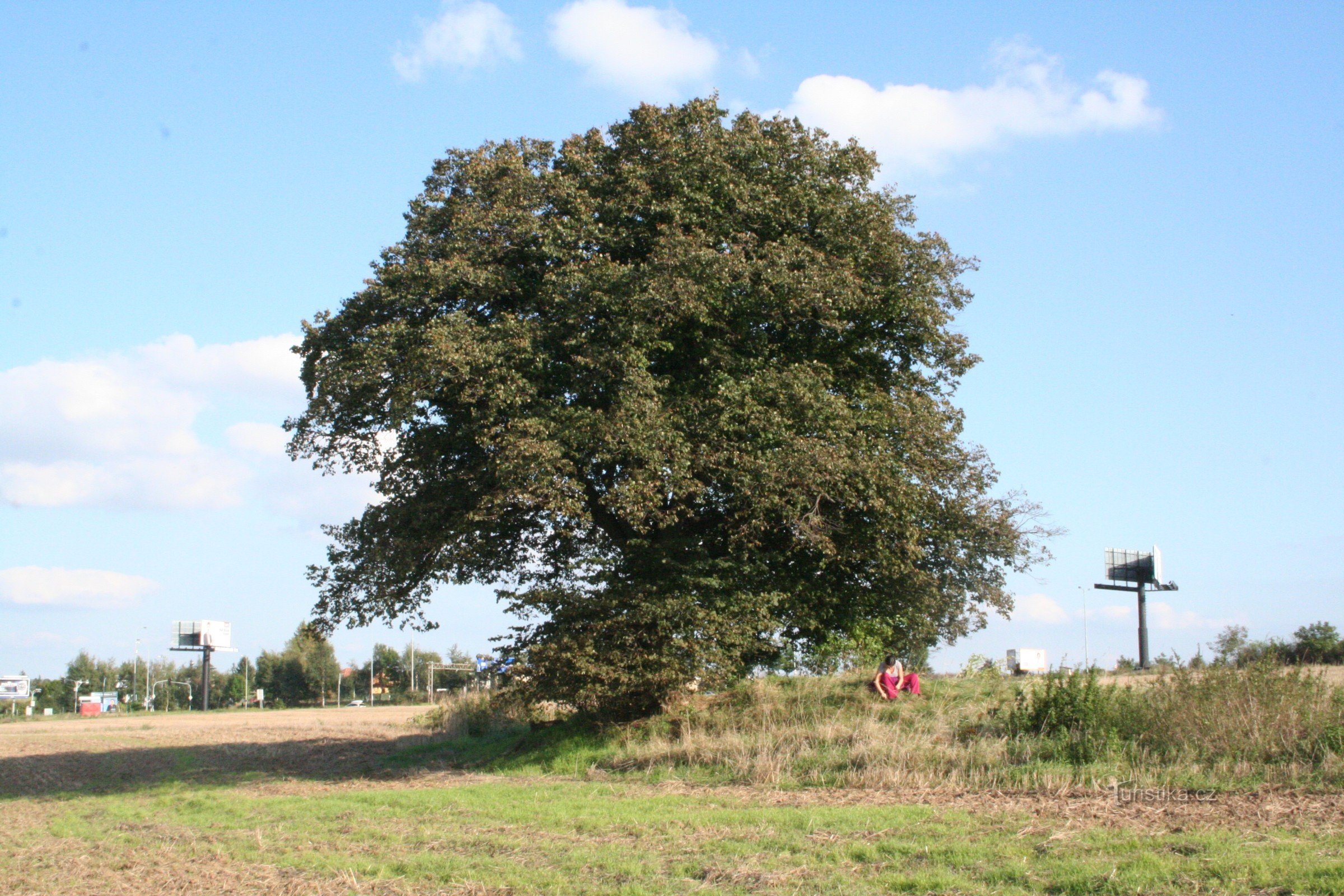 ホリニェ近くの野原にあるリンデンの木