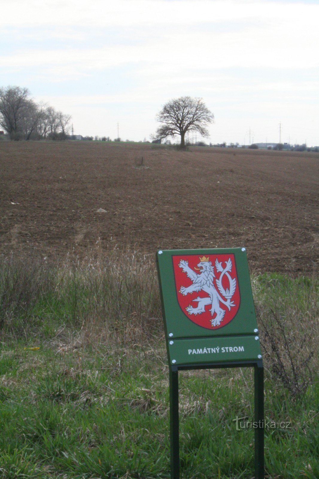 Lipa na polju blizu Holyně