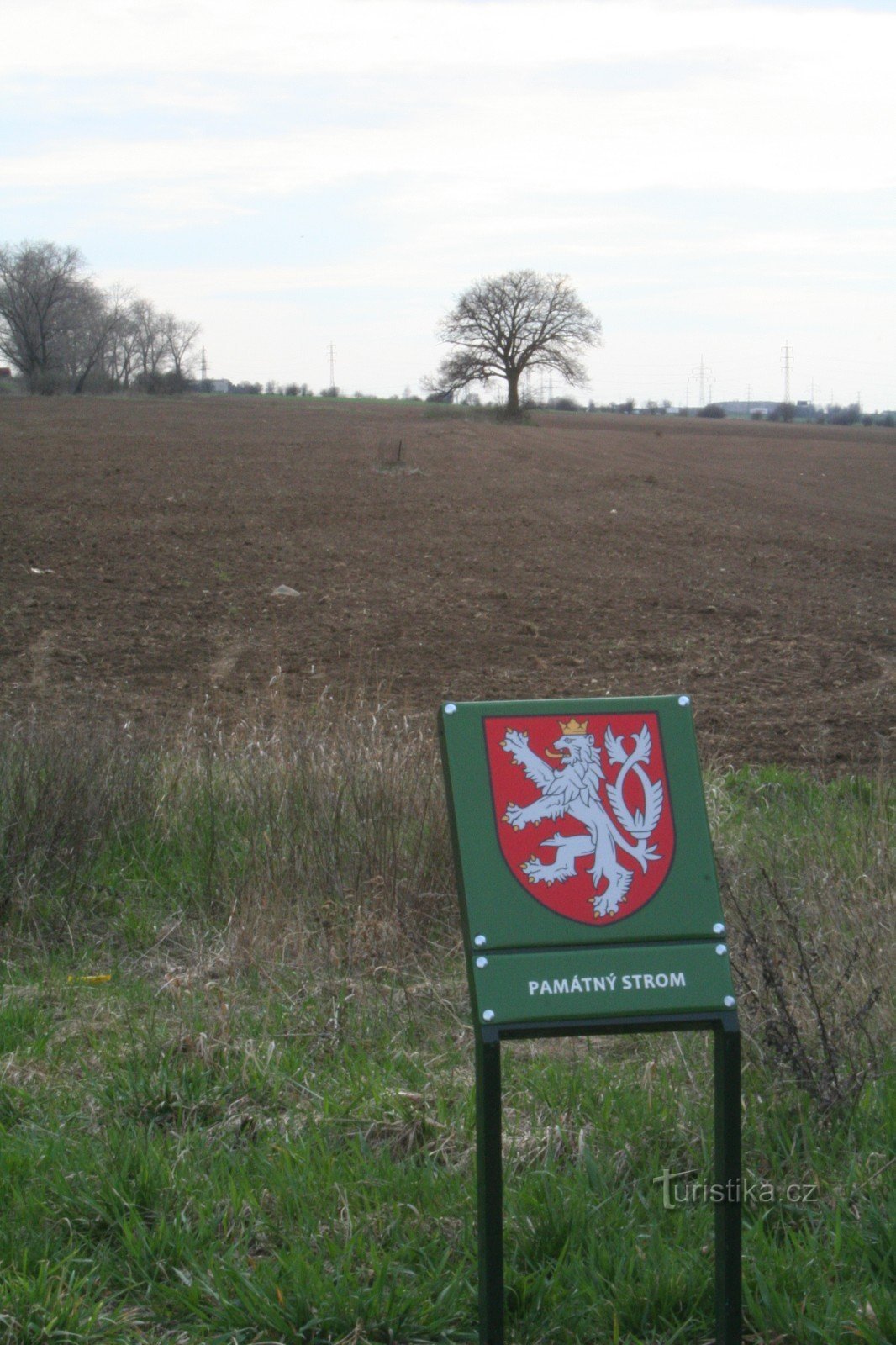 Un tiglio in un campo vicino a Holyně