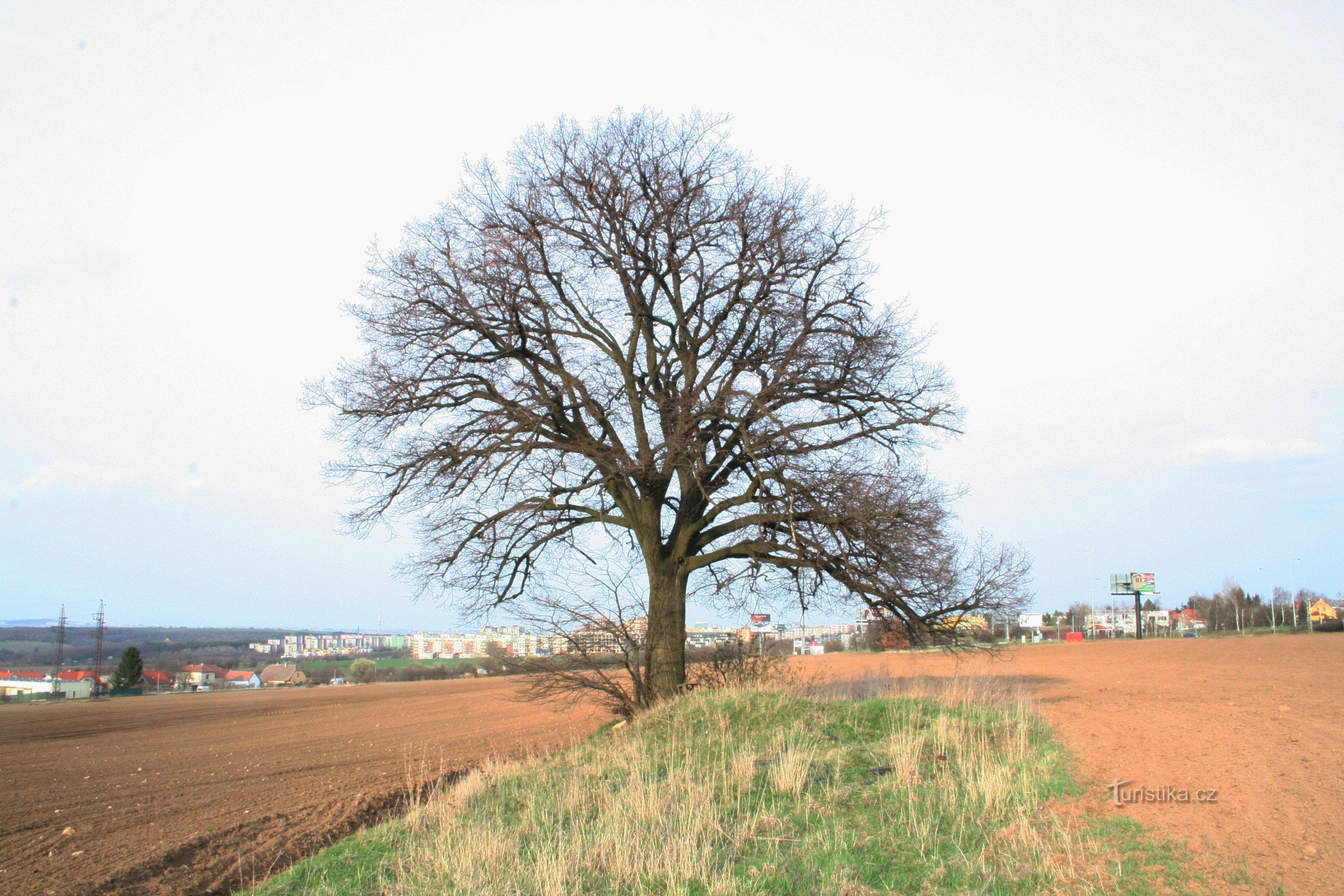 Et lindetræ på en mark nær Holyně