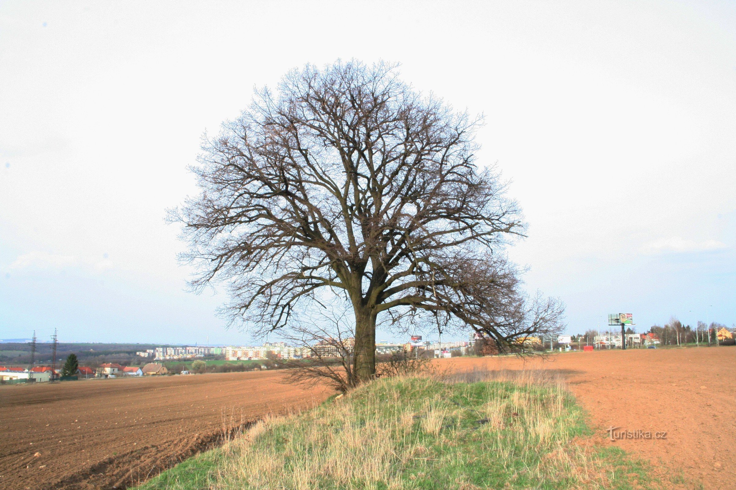 Un tiglio in un campo vicino a Holyně