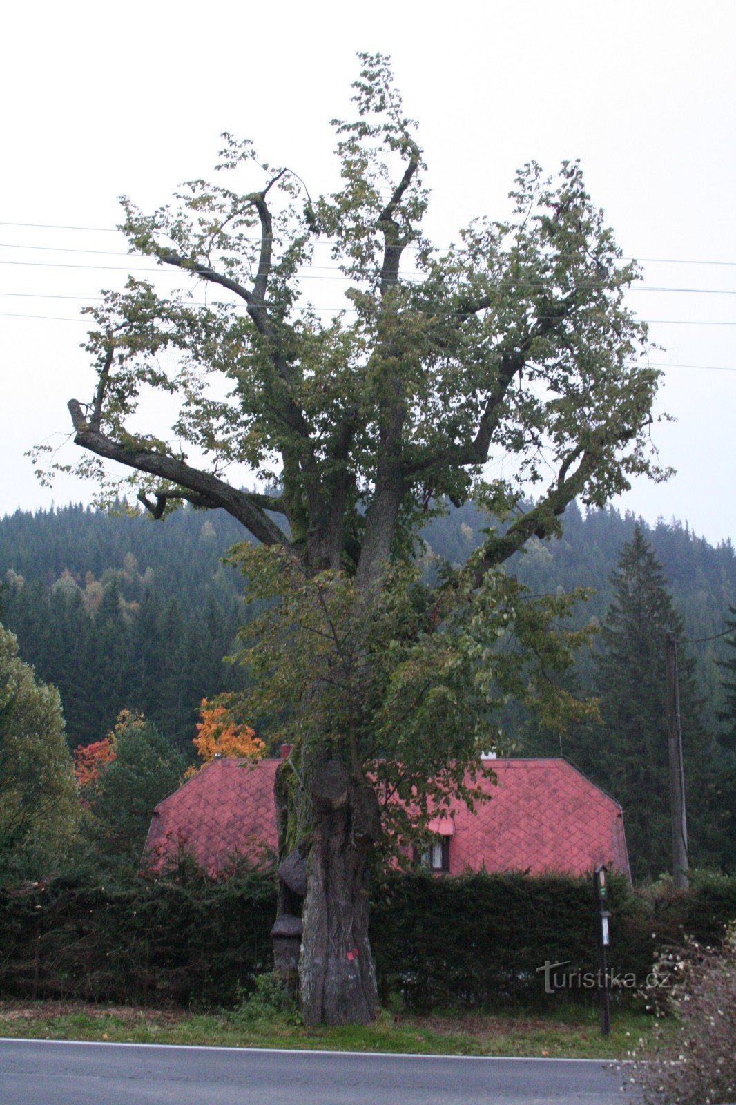 Et lindetræ i et sving i Horní Moravka