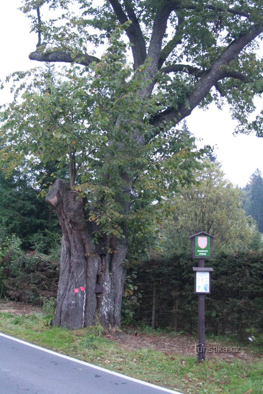 Een lindeboom in een bocht in Horní Moravka