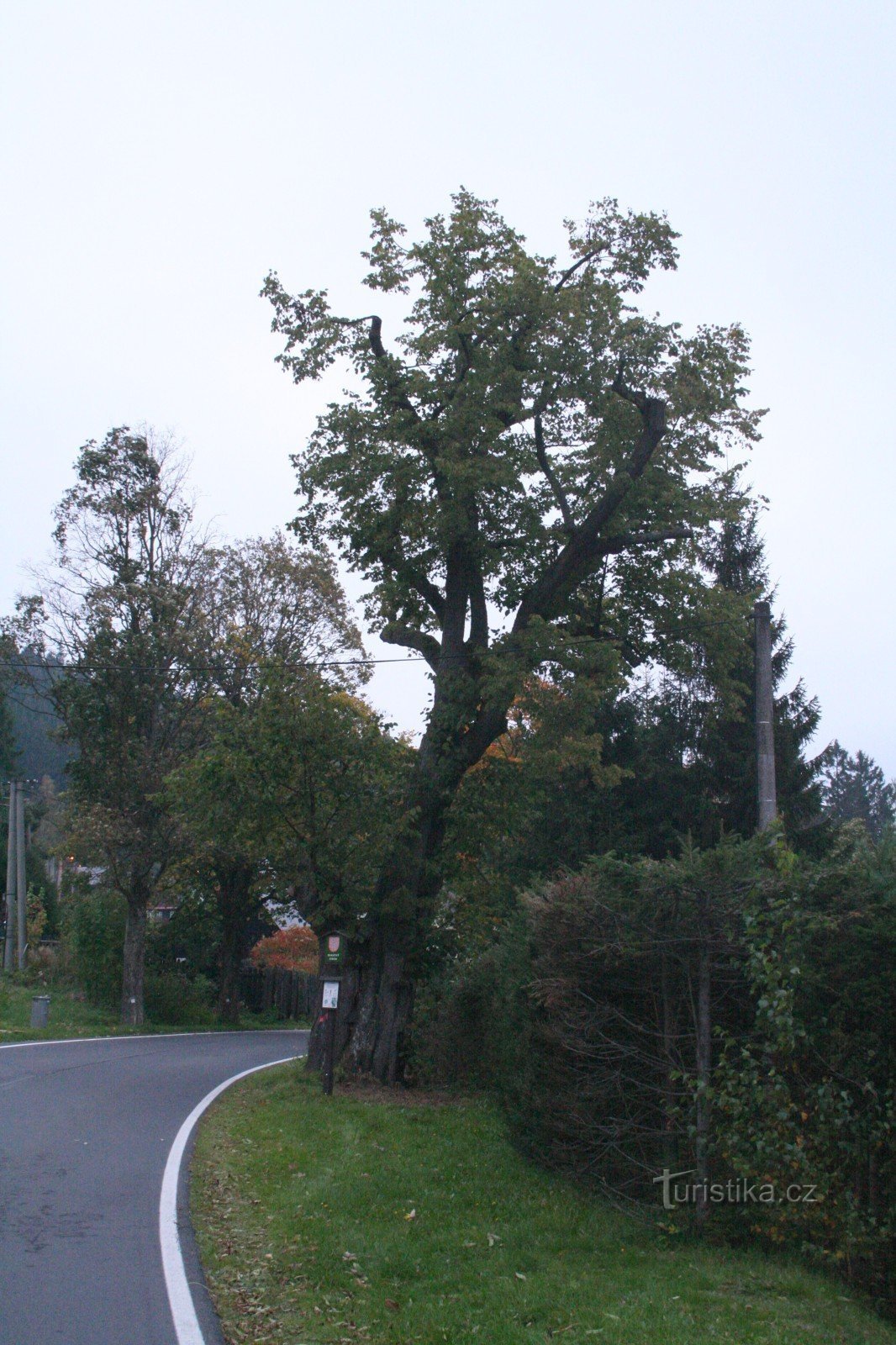 Et lindetræ i et sving i Horní Moravka