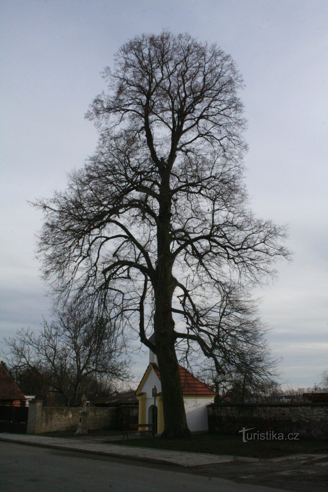 Linden în Ptice