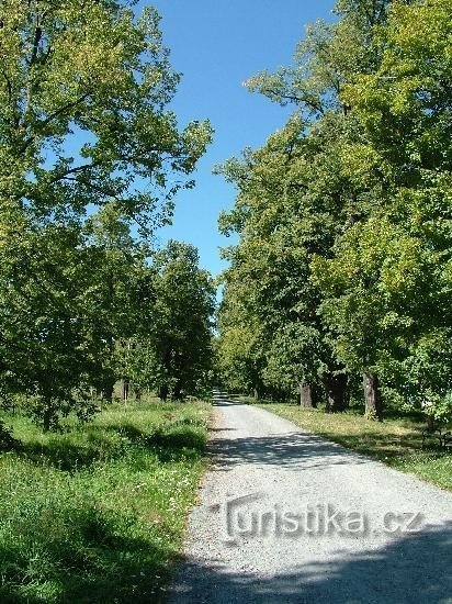 Linden trees