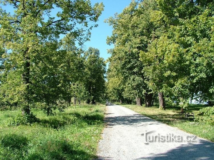 Linden trees