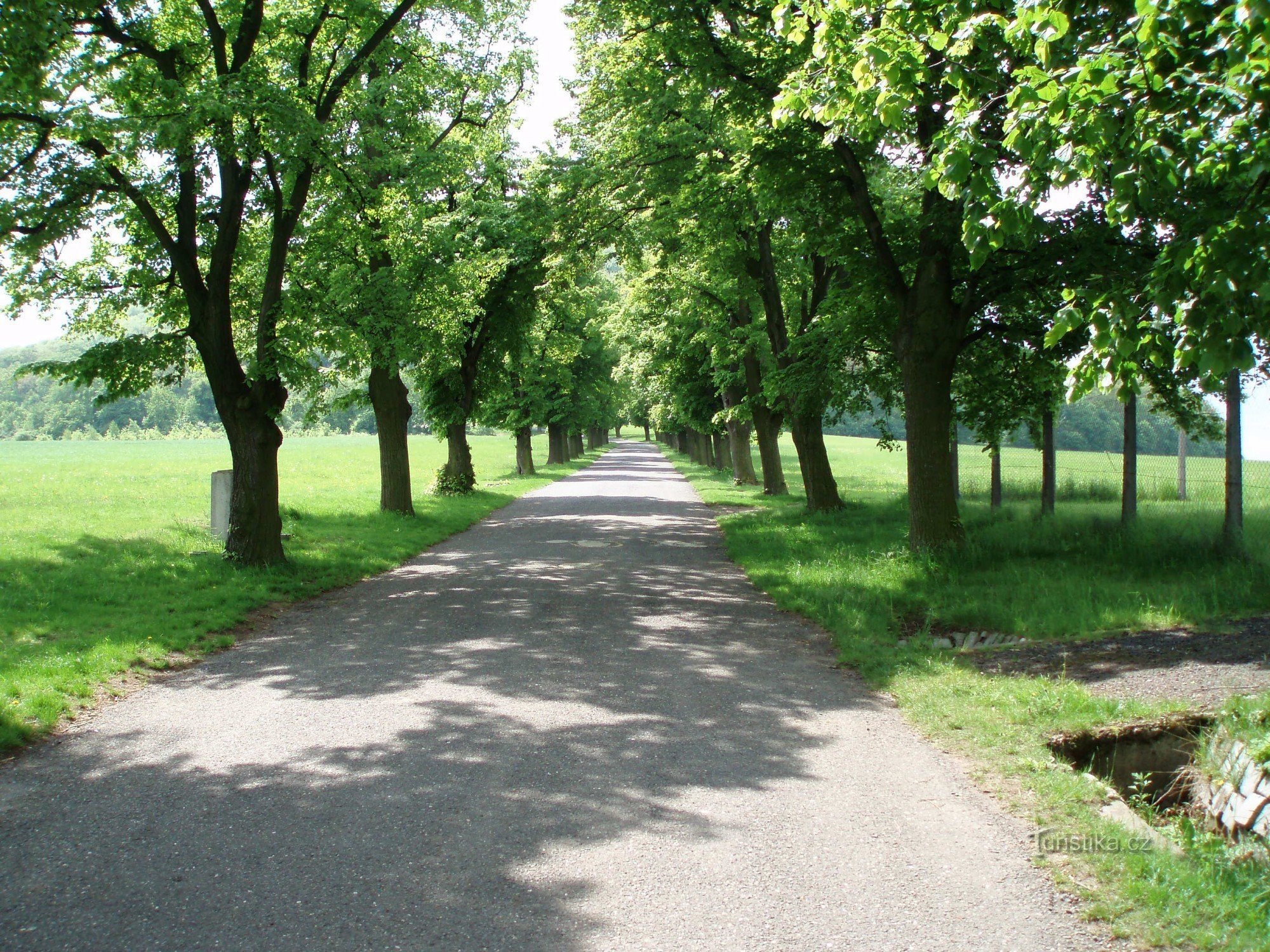 Linden trees