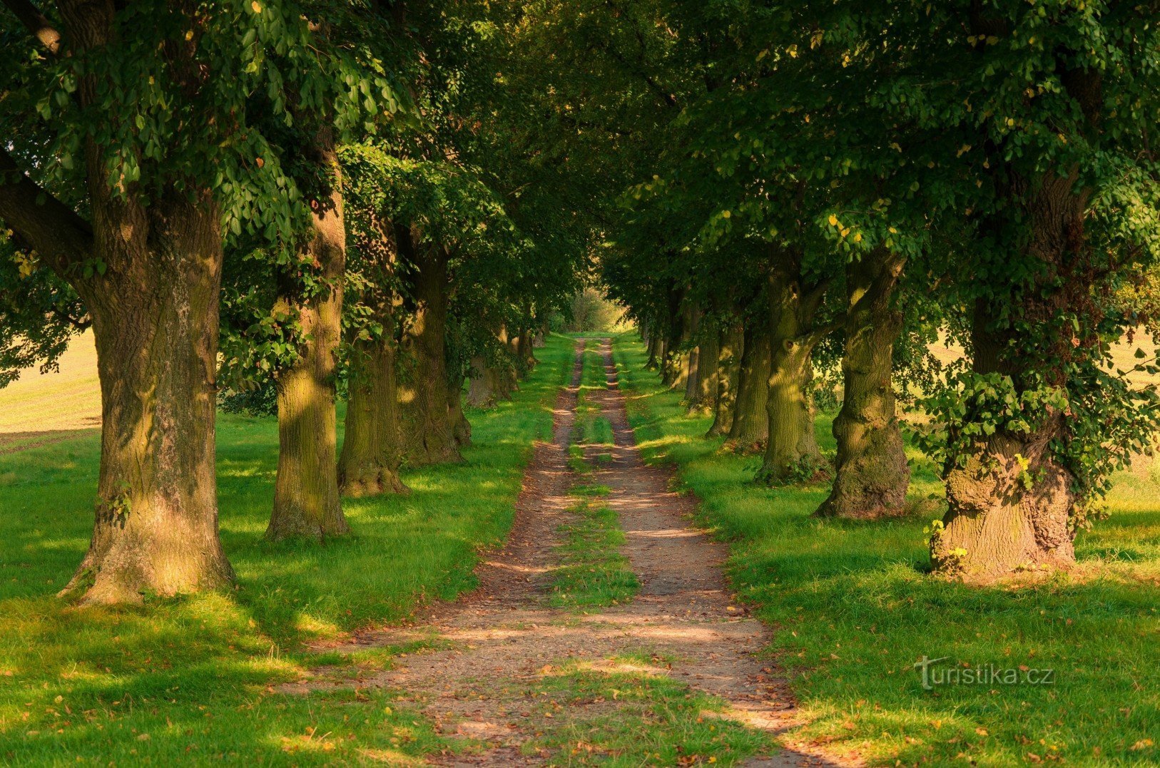 Linden Alley del Maestro Jan Hus vicino al villaggio di Mokré nella regione di Rychnovsk