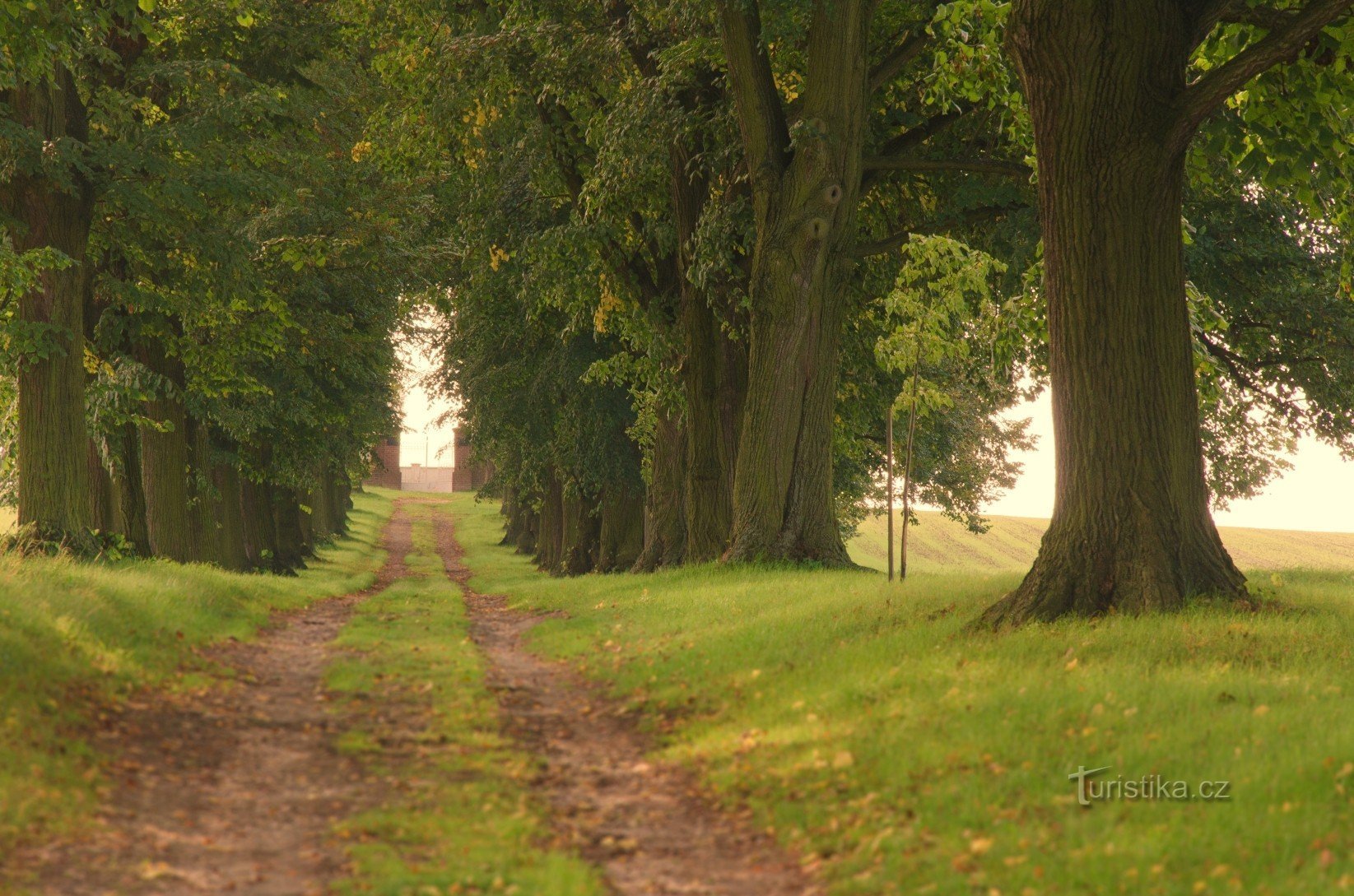 Linden Alley del Maestro Jan Hus vicino al villaggio di Mokré nella regione di Rychnovsk