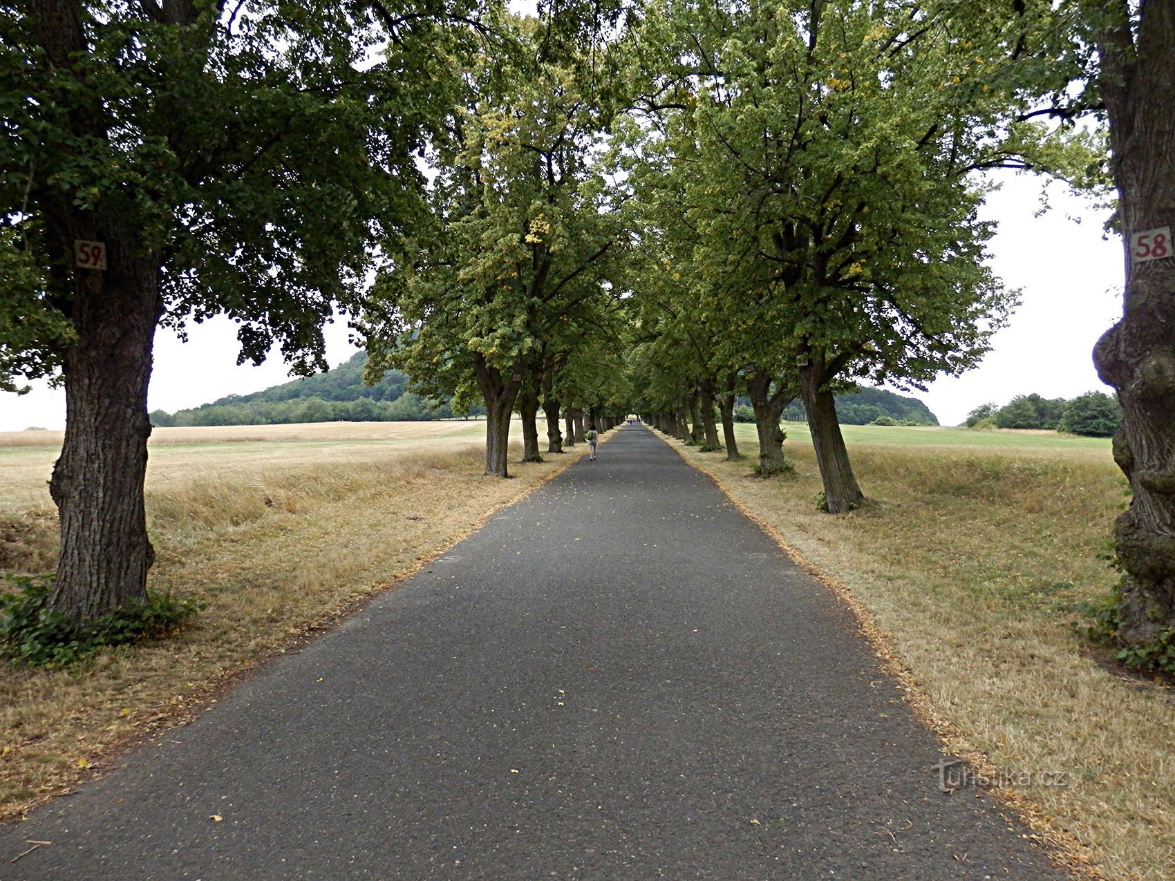 linden alley at the foot of the memorial mountain Říp