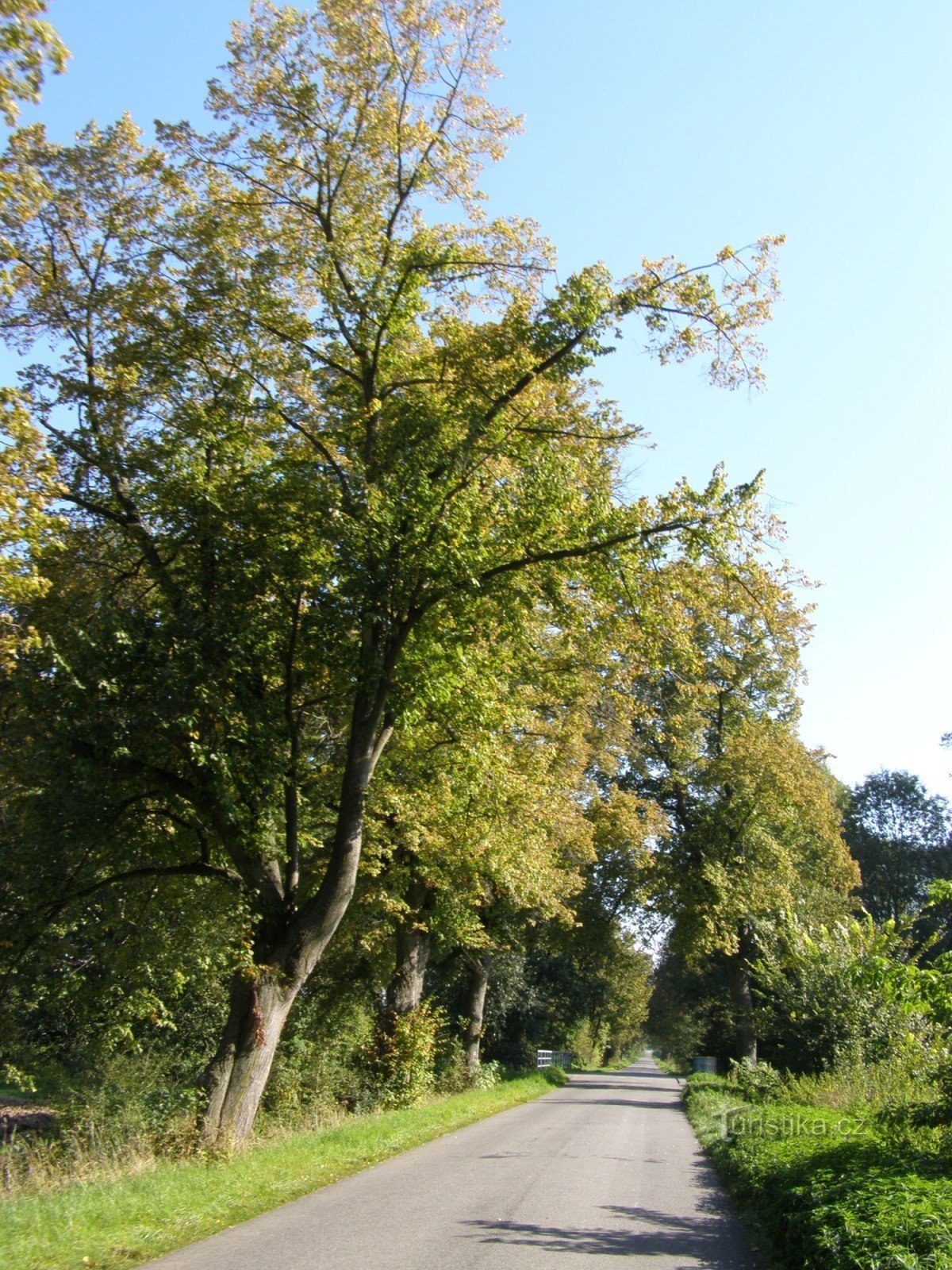 Linden alley near Mokré