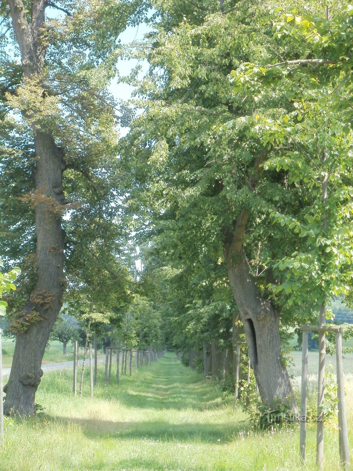 Aleja Lipowa w pobliżu Novego Bydžov