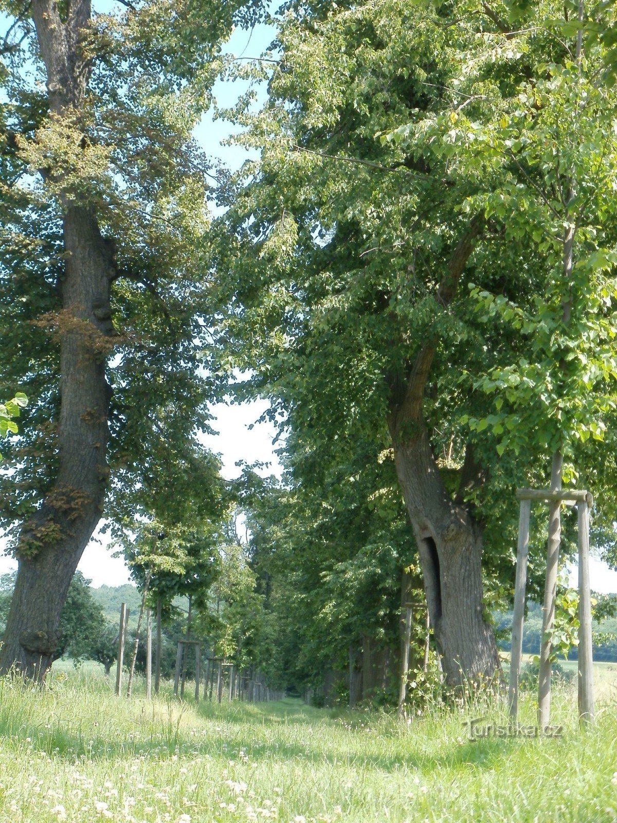 Linden gränd nära Nové Bydžov