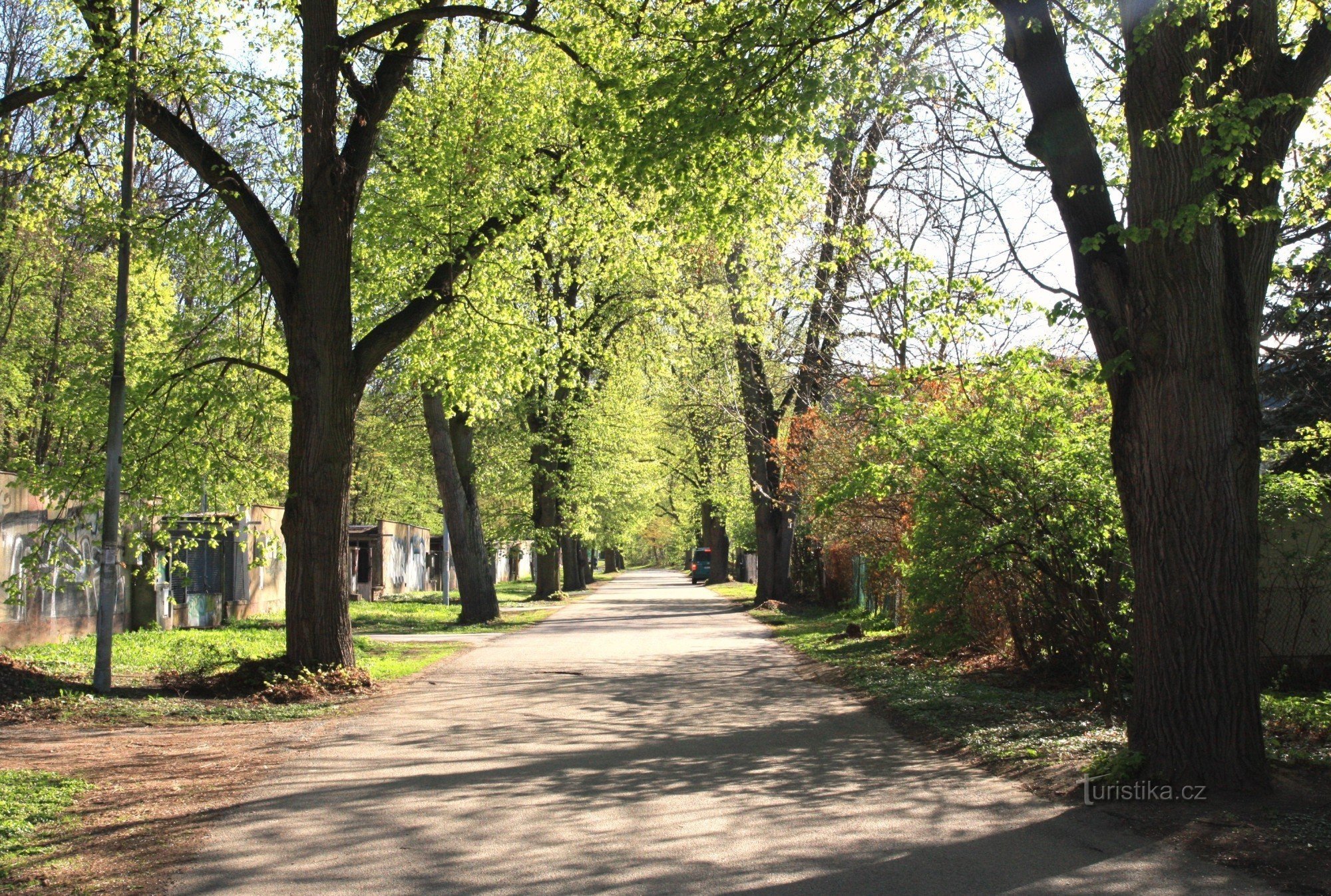 Lindenreihen in der Bráfova-Straße