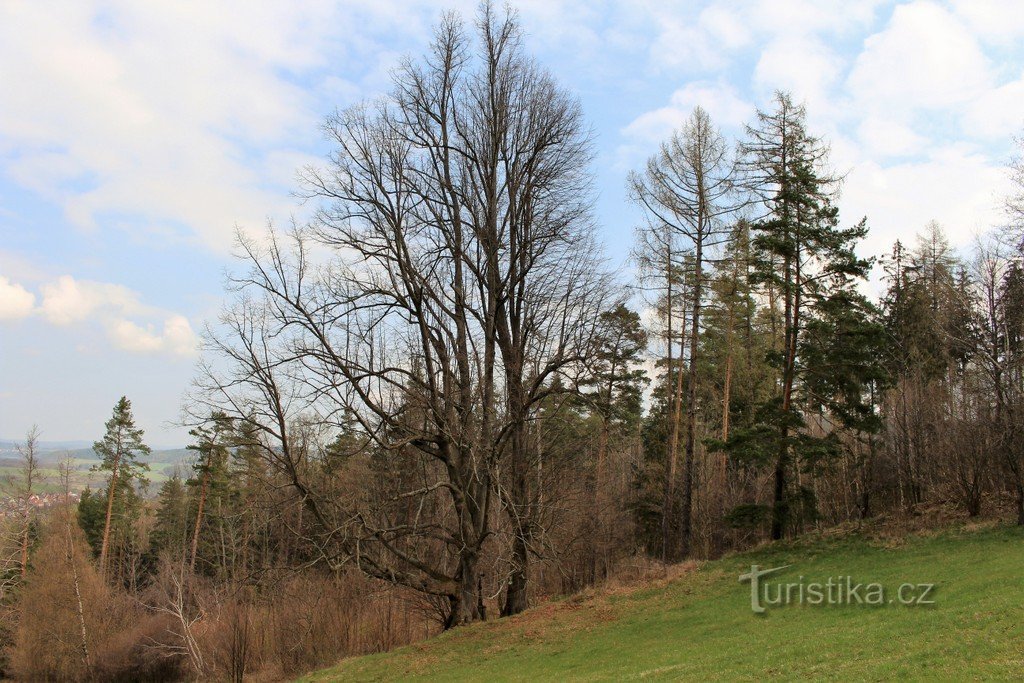 Linden trees above the Little Parish Priest