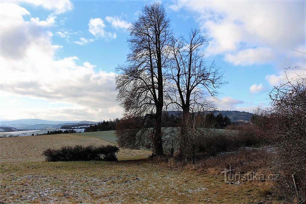 Linden trees under Hora