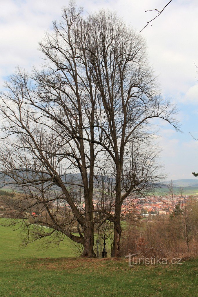 Linden trees under the Little Parish Priest