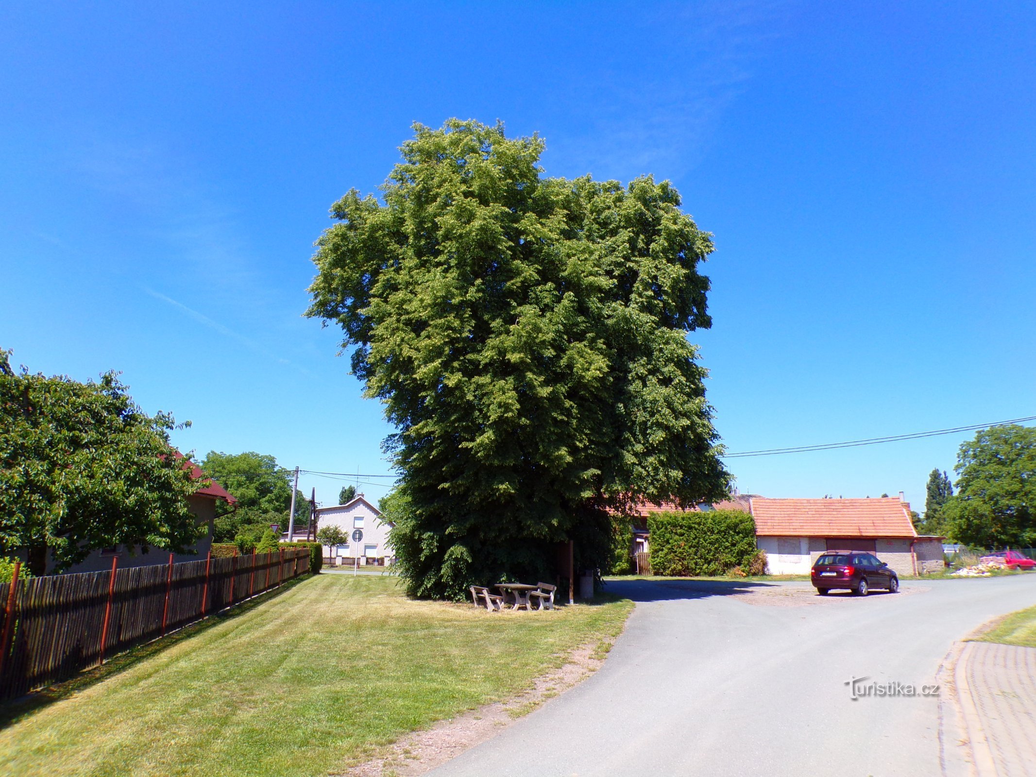 Lindeträd nära Kuklinkorset (Dobřenice, 15.6.2022/XNUMX/XNUMX)