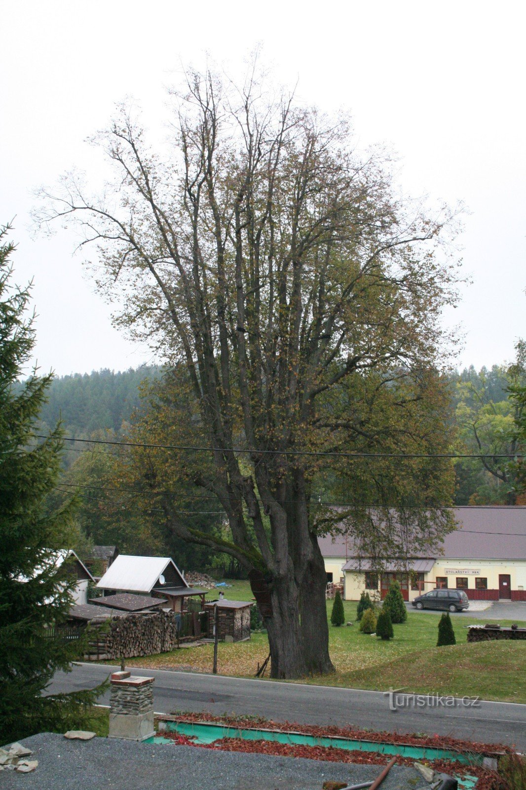 圣附近的椴树。 扬·内波穆基