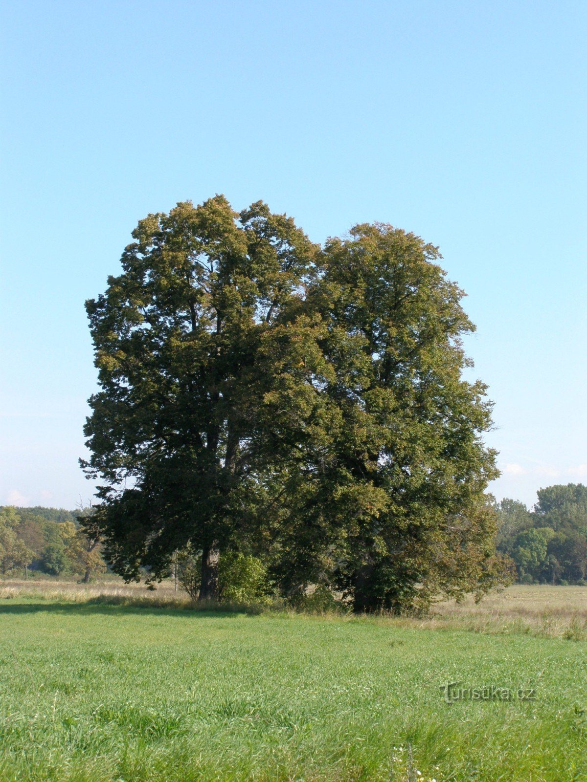 Lindetræer nær Vranov