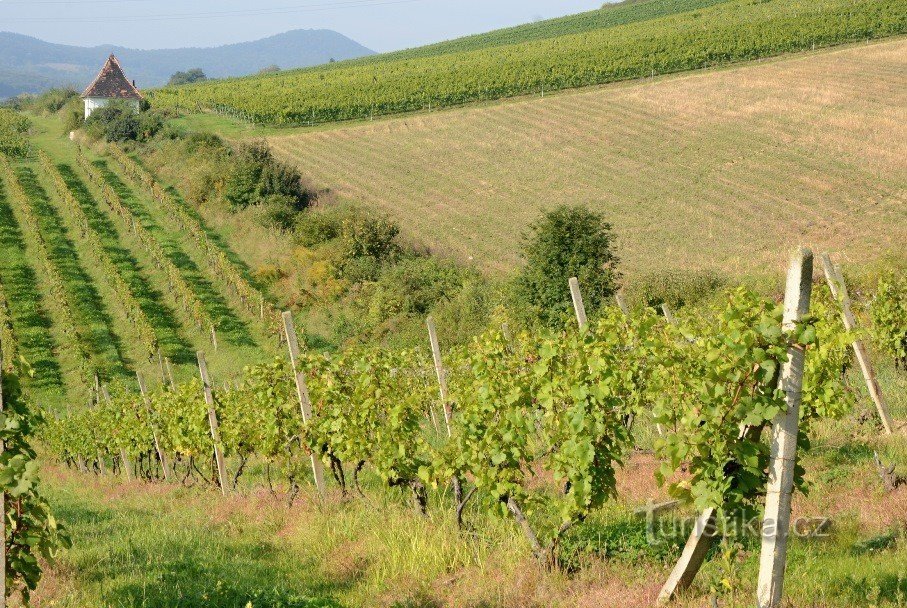 Litoměřice - vignoble