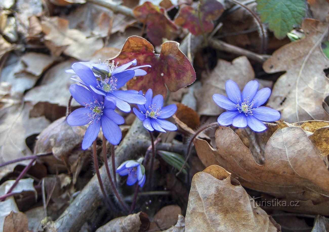 Litovelské Pomoraví - allerede i fuldt flor