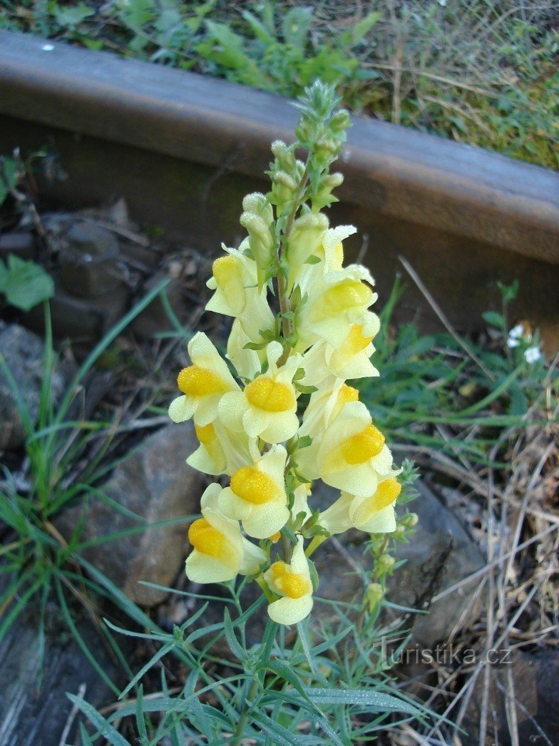 Linseed (flower)