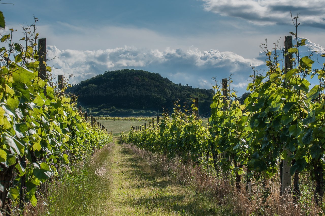 Vinarija dvorca Lobkowicz