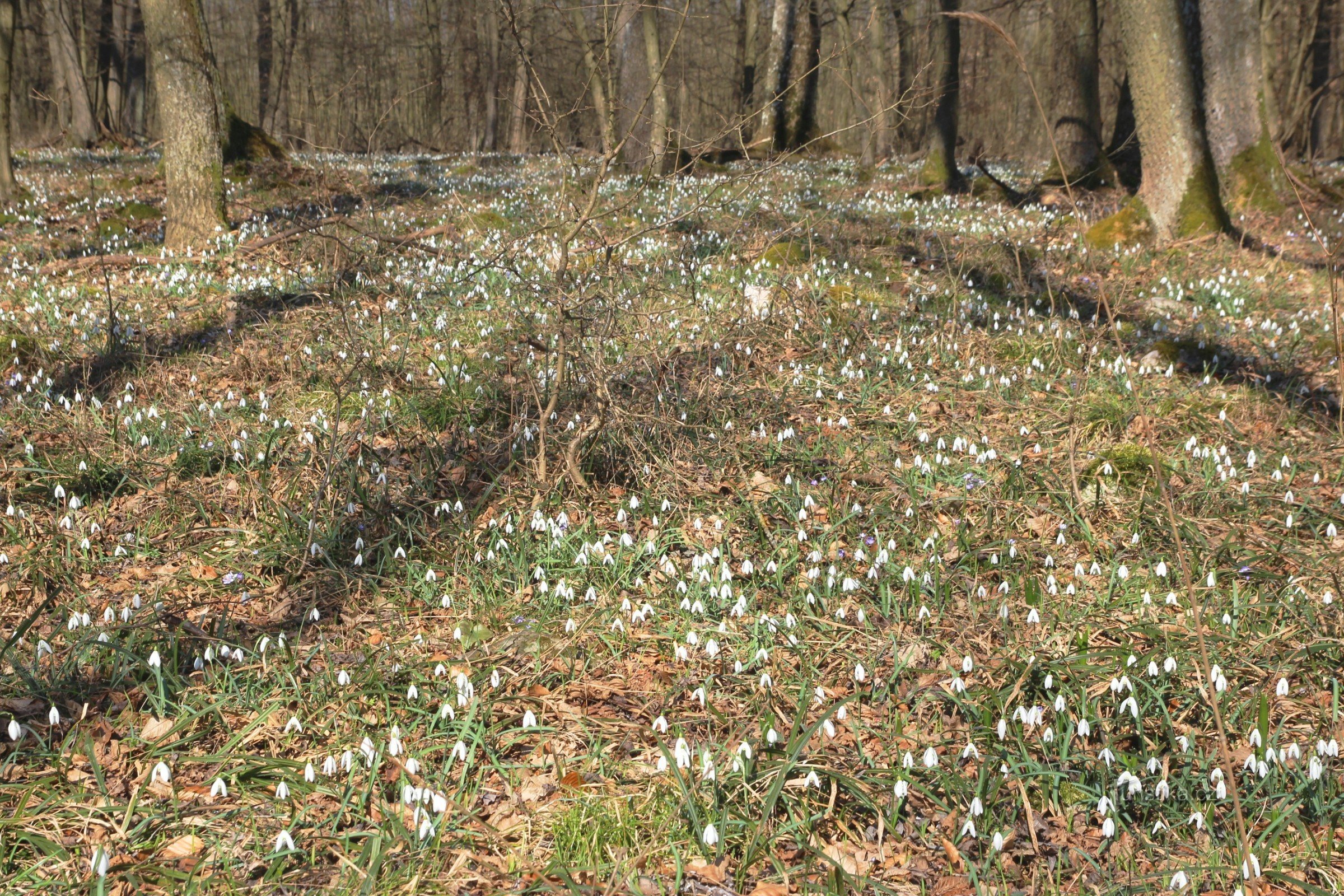 Location of snowdrops in the top part of Skalek