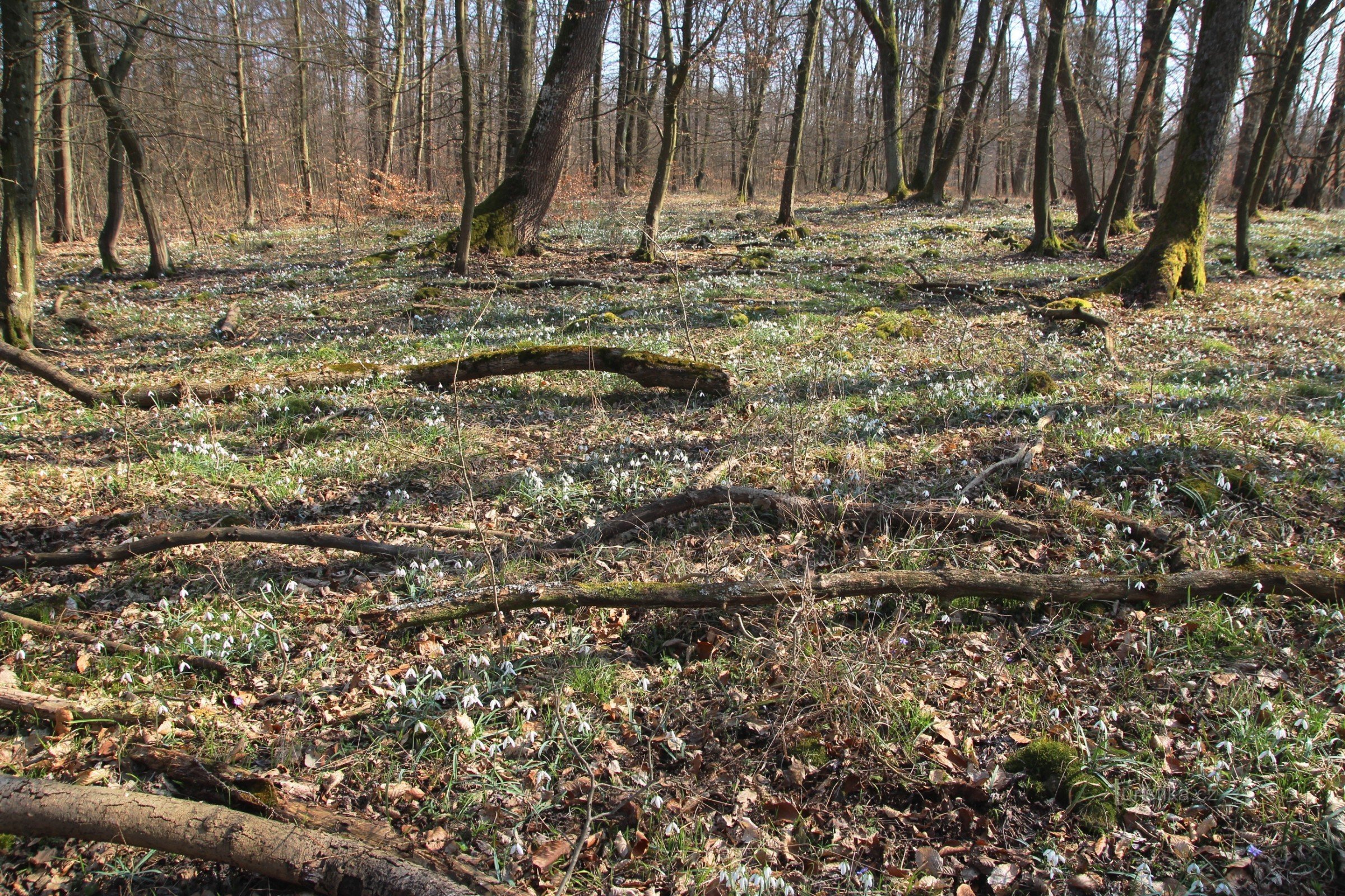 Location of snowdrops in the top part of Skalek