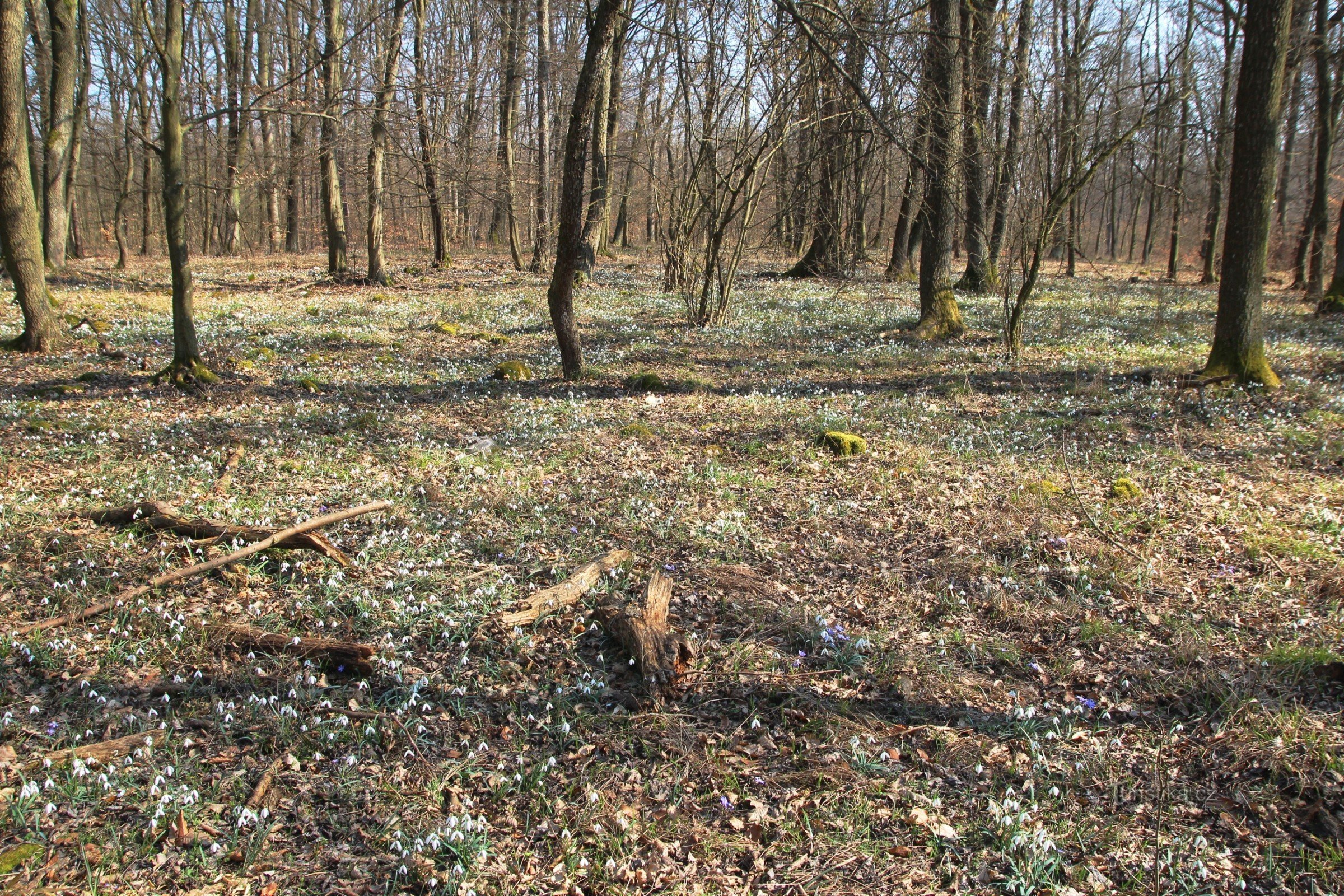 Location of snowdrops in the top part of Skalek