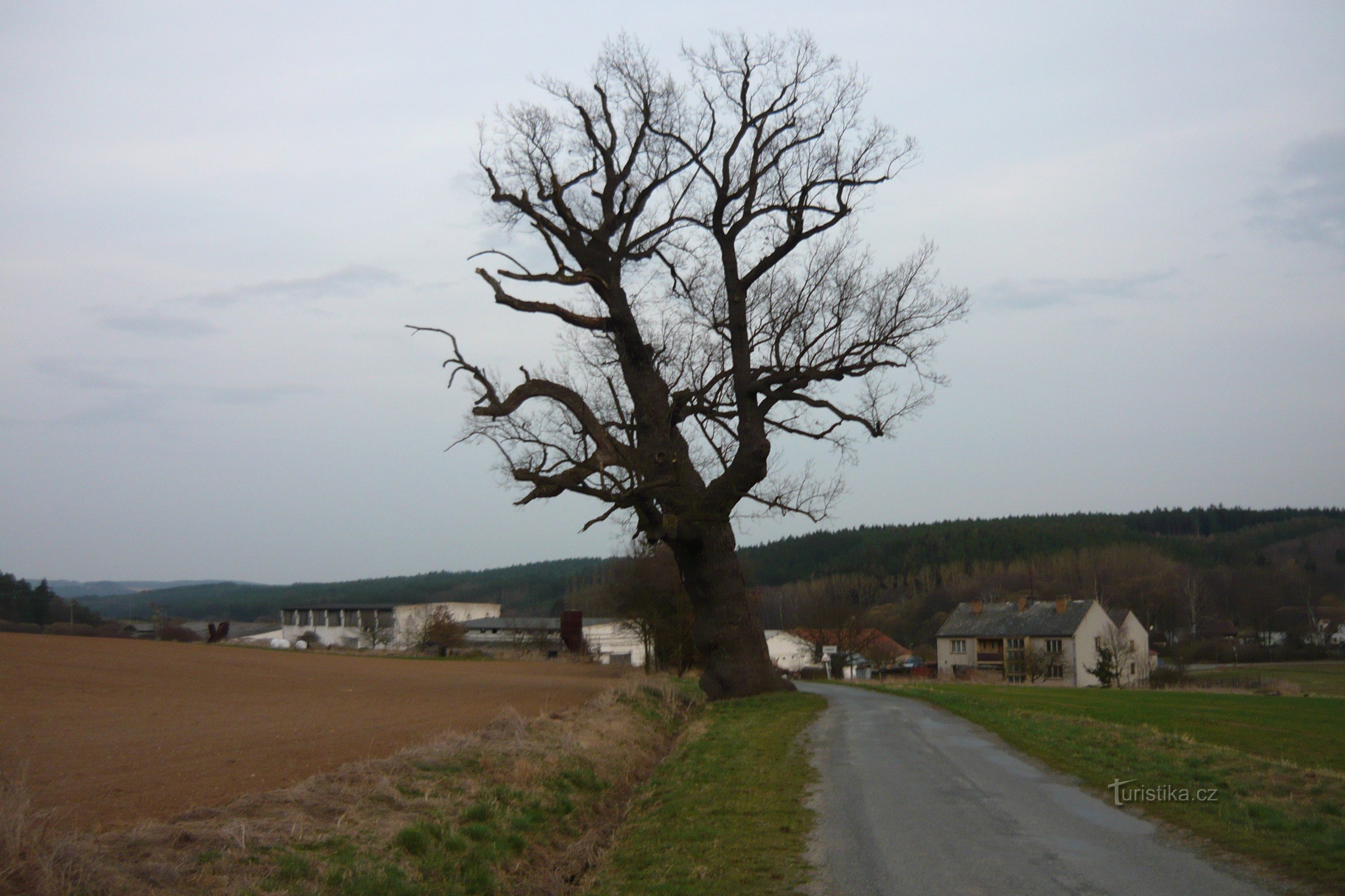 Lomansky-Eiche an der Straße