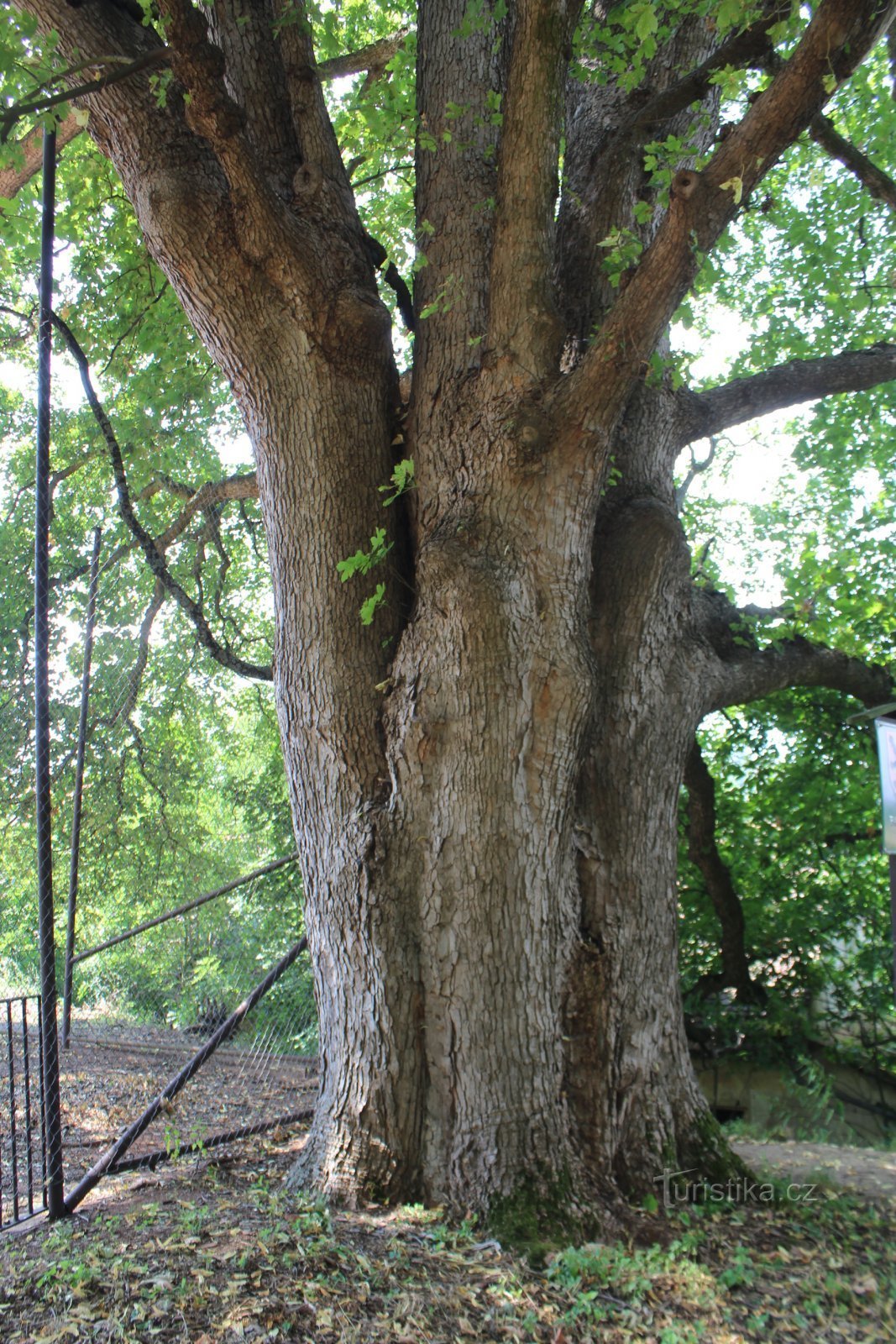 Lomnice - árvore de bordo no parque do castelo