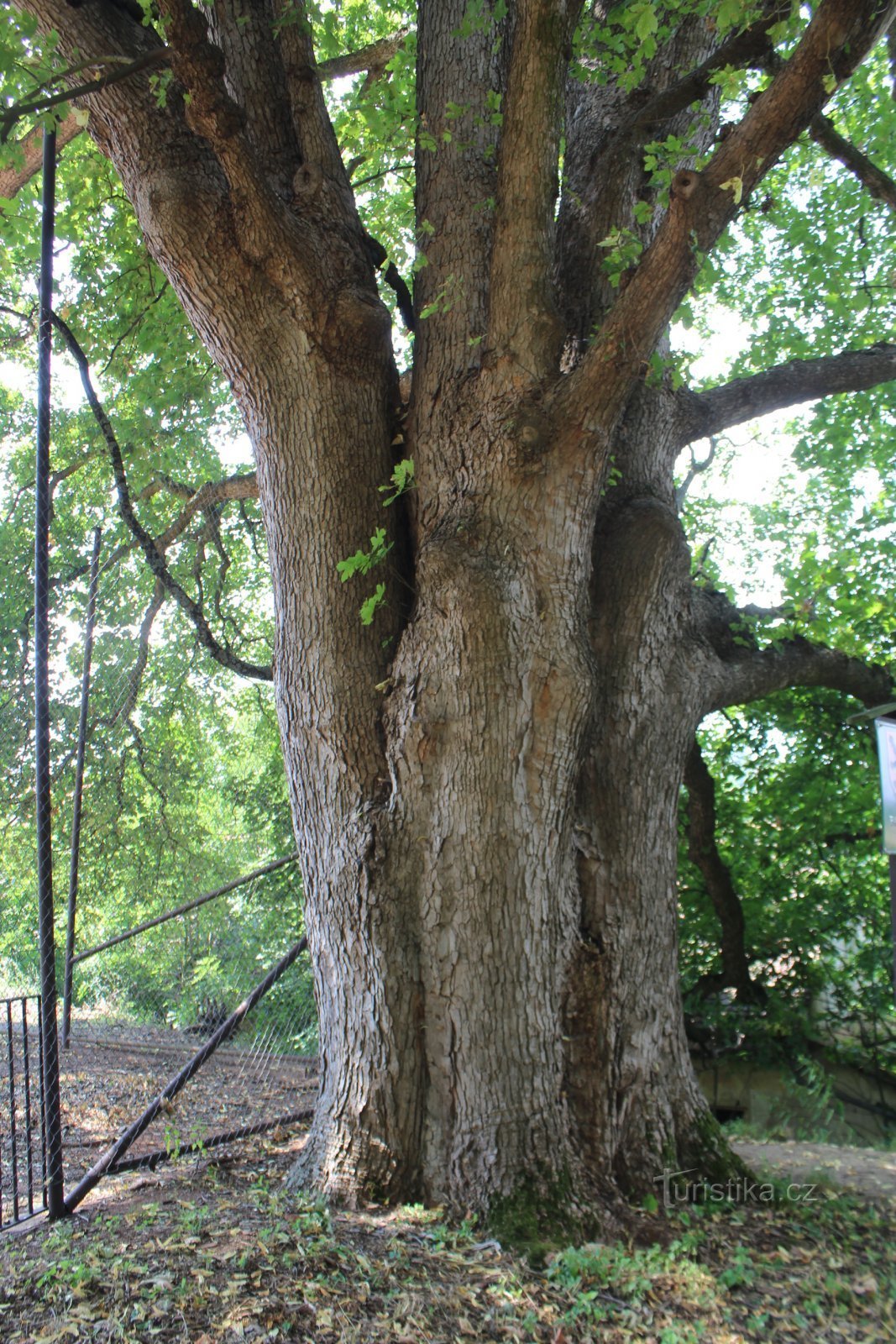 Lomnice - Ahornbaum im Schlosspark