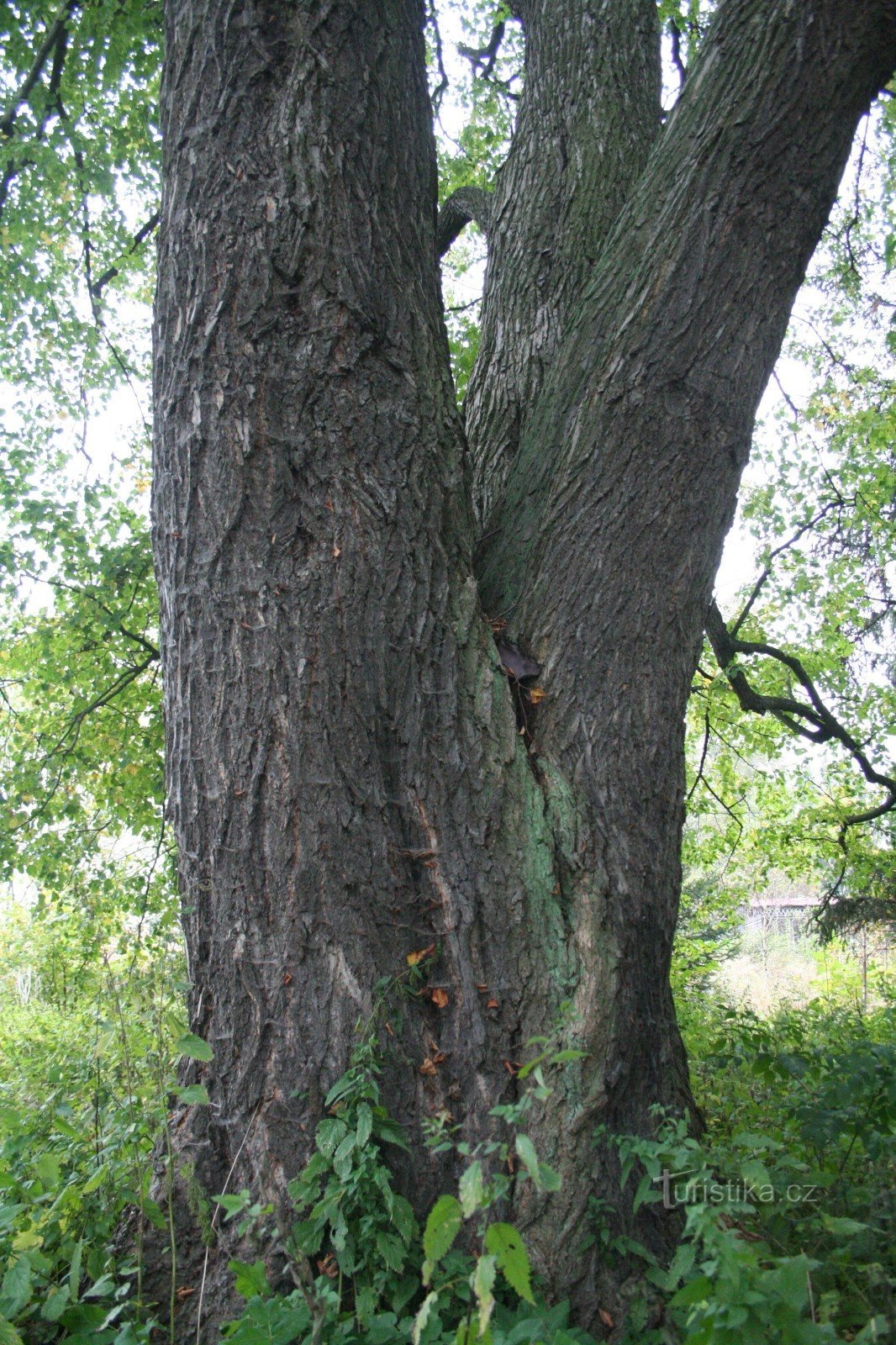 Lomnica linden