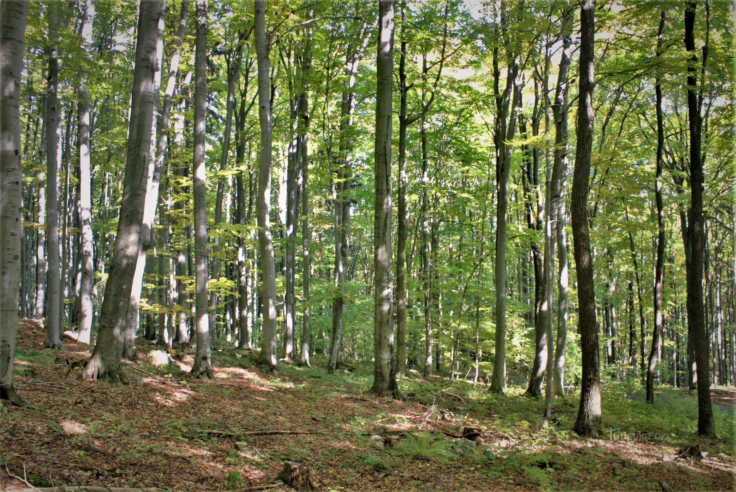 Loucká obora - a natural monument