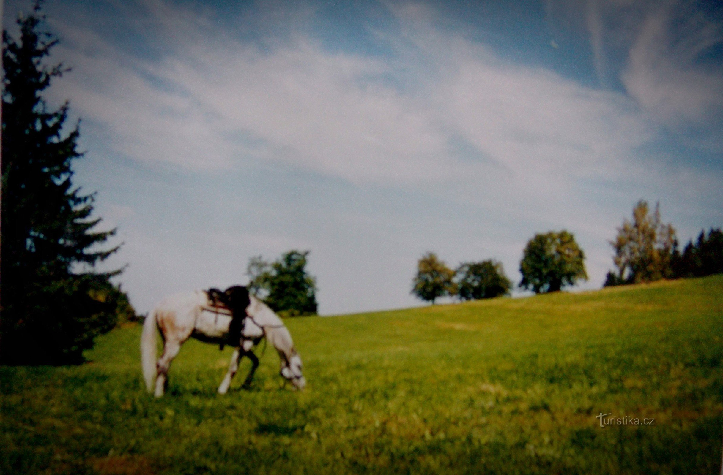 meadow on Skalné