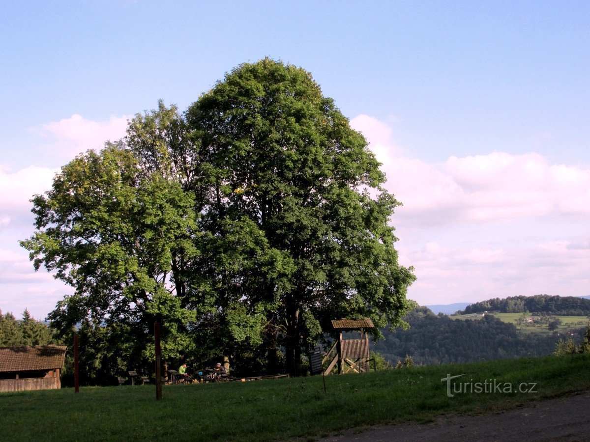 travnik z loviščem.