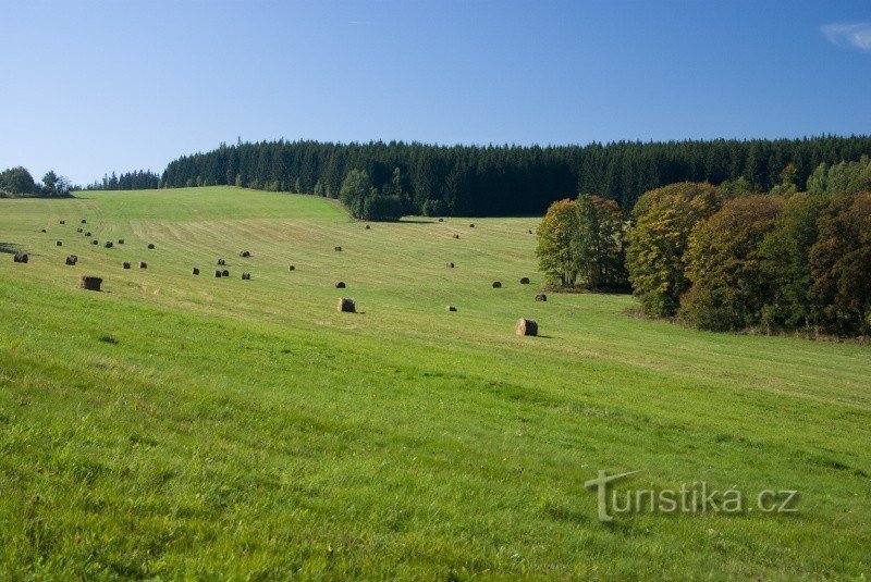 Pajiști